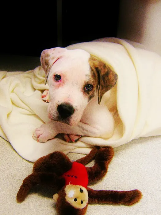 Woodbury Animal Hospital 3