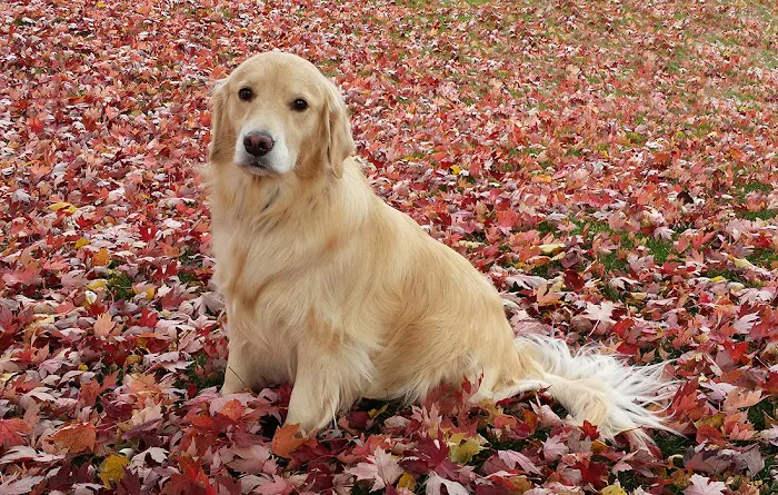 Woodbury Animal Hospital 7