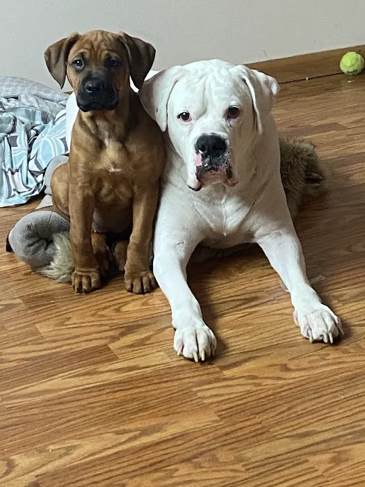 Woodbury Animal Hospital 1