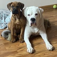 Woodbury Animal Hospital ico
