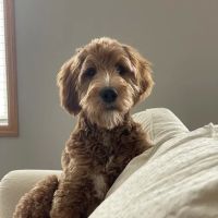 Animal Emergency & Referral Center of Minnesota (AERC) ico