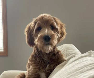 Animal Emergency & Referral Center of Minnesota (AERC)