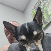 Oakdale animal hospital ico