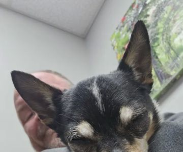 Oakdale animal hospital