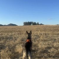 TLC Veterinary Hospital ico