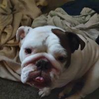 South St Paul Animal Hospital ico