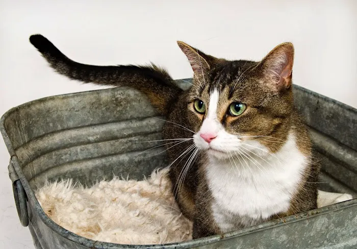 Hudson Road Animal Hospital 9