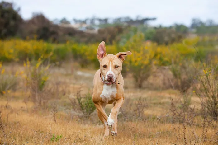 Hudson Road Animal Hospital 8