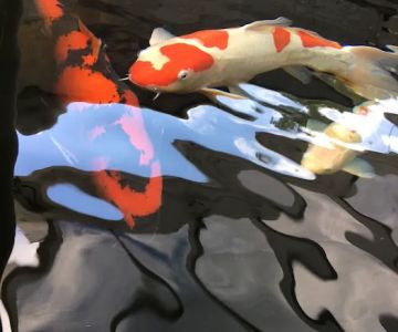 Mystic Koi & Water Gardens