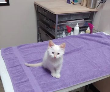 Blackberry Veterinary Center