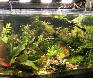 Mk Aquarium Services