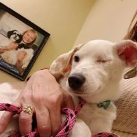 Inver Grove Heights Animal Hospital ico