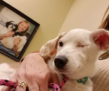 Inver Grove Heights Animal Hospital