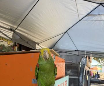 Quetzal Bird Shop