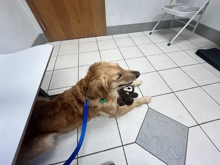 Companion Animal Hospital 1