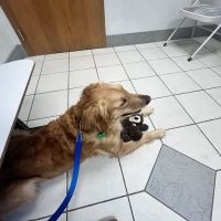 Companion Animal Hospital ico