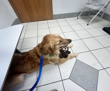 Companion Animal Hospital