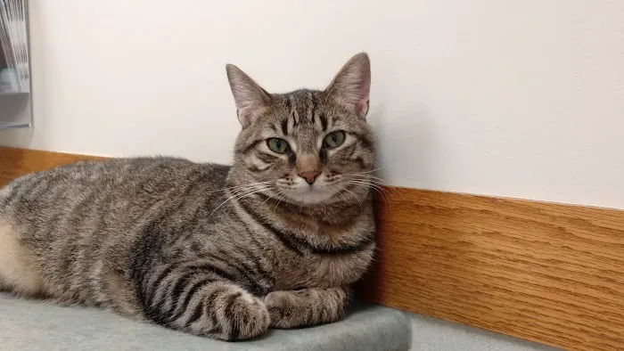 Companion Animal Hospital 6