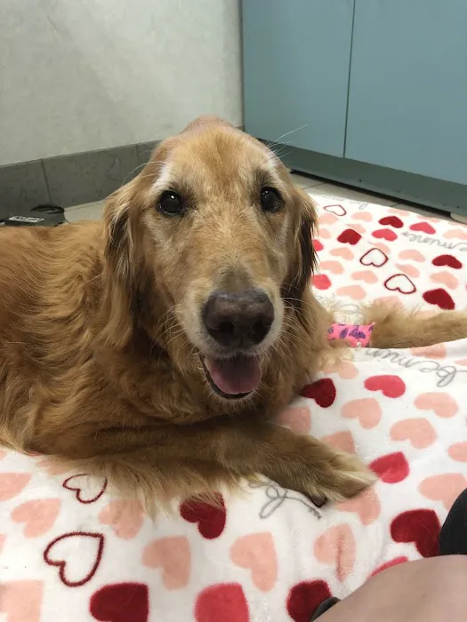 Companion Animal Hospital 5