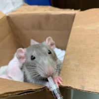 Lexington Pet Clinic ico