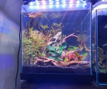 Sunset Pet & Supplies