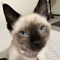 Banfield Pet Hospital ico