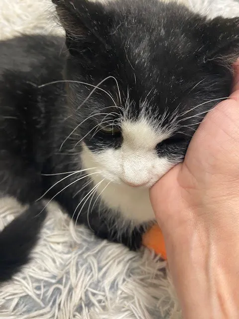 Banfield Pet Hospital 12