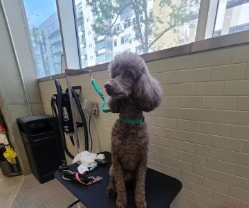 Petco