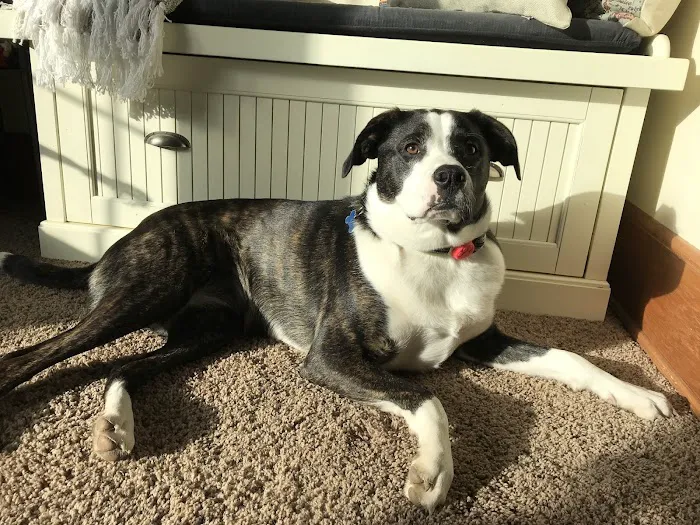 Napoleon Veterinary Clinic Inc 12