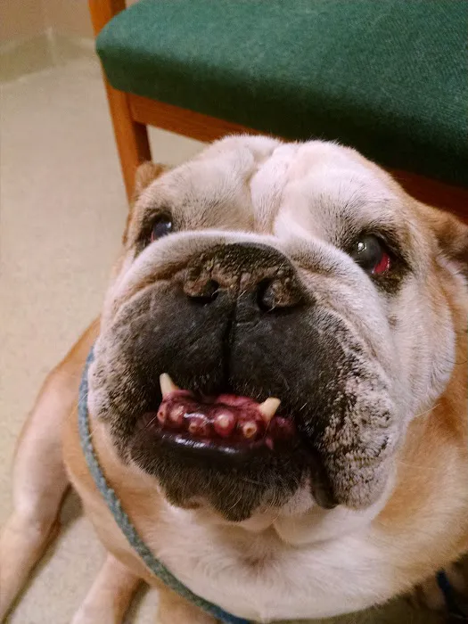 Napoleon Veterinary Clinic Inc 12