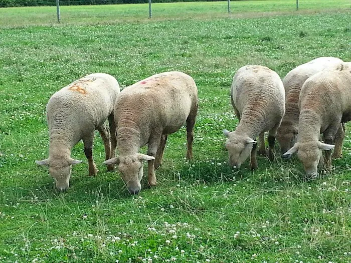 Delphos Animal Hospital 12