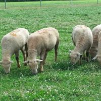 Delphos Animal Hospital ico