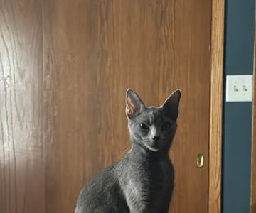 Kessen Veterinary Clinic