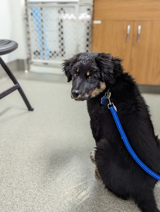 Amanda Animal Hospital 12