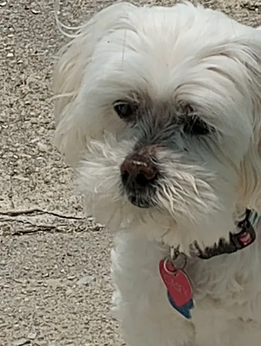 Amanda Animal Hospital 12