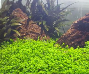 Transworld Aquatic Enterprises, Inc.