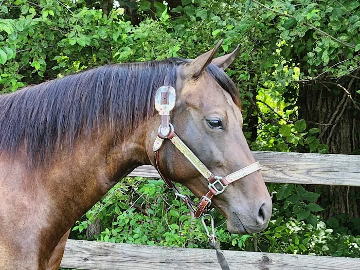 Countryside Animal Clinic 12