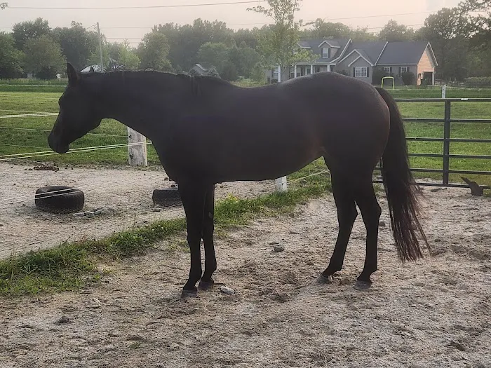 Countryside Animal Clinic 12