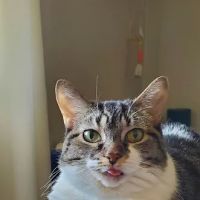Northwest Veterinary Hospital ico