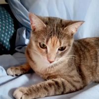 Addison Veterinary Clinic PC ico
