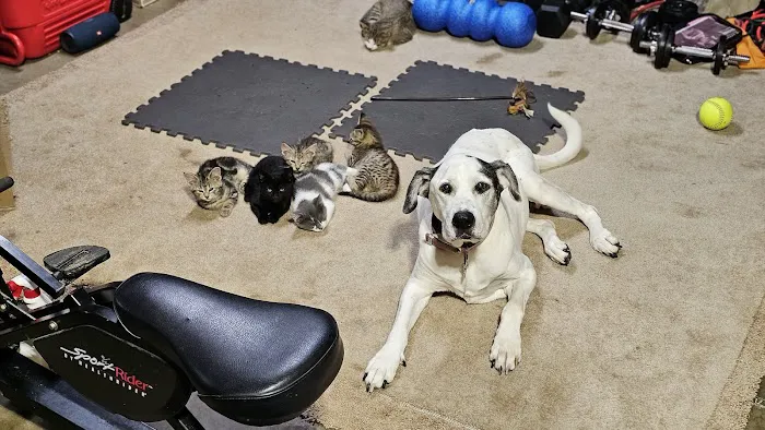 Kelly Veterinary Clinic 4