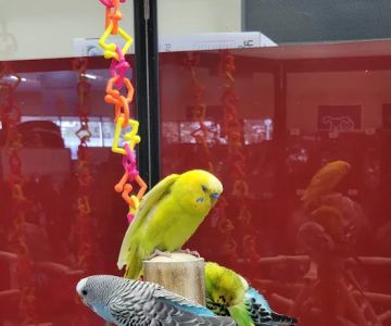 Petco