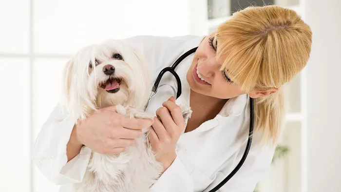 Main Veterinary Pc has joined Adrian Animal Clinic 2