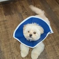 High Point Animal Hospital ico