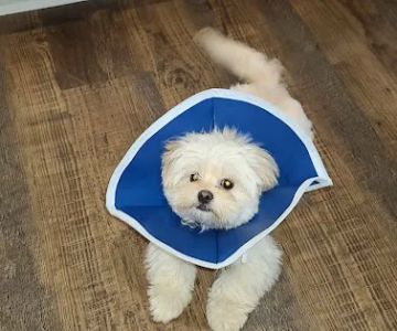 High Point Animal Hospital