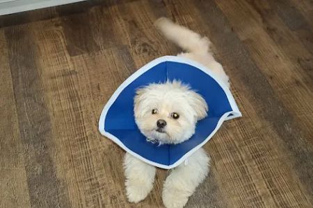 High Point Animal Hospital