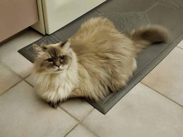 High Point Animal Hospital 12