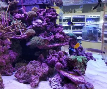 Aquatic Fantasy