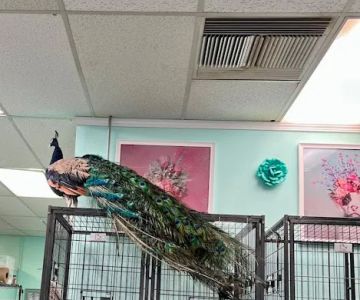 The Pet Stop