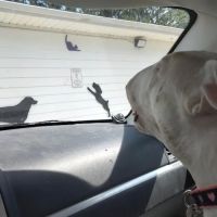 Blissfield Veterinary Services ico